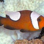 دلقک ماهی پالان دار (Saddleback Clownfish)