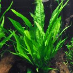 گیاه جاوا فرن (Java Fern)