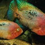 ویجا (Vieja Cichlid)