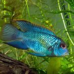 سیچلاید آکارای آبی ( Blue Acara Cichlid )