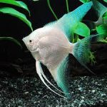 آنجل پلاتینیوم ( Platinum Angelfish )