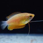 گورامی طلوع خورشید ( Sunset Gourami )