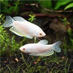 گورامی پلاتینیوم (Platinium Gourami)