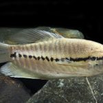 گورامی پوست ماری ( Snakeskin Gourami )