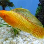 مولی باله بلند طلائی ( Golden Sailfin Molly )