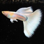 گوپی آلبینو پلاتینیوم (Albino Platinum Guppy)