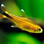 تترا سیلور تیپ ( Silver Tip Tetra )