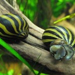 حلزون زبرا ( Zebra Nerite Snail )