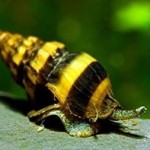 حلزون کیلر ( Assassin Snail )