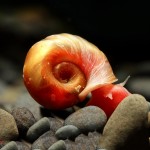 حلزون رامشورن (Ramshorn Snail)