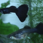 گوپی فول بلک (Full Black Guppy)