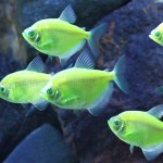 تترا بلک ویدو فلوئورسنت (Electric Green Tetra)