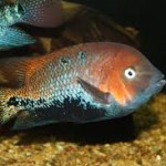 سیچلاید ویجا منالورا (Menalura Vieja Cichlid)