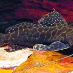 کت فیش لئوپارد (Leopard Catfish)