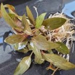 گیاه کریپتون بکتی (Cryptocoryne Becketii)