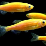 زبرا دانیو نارنجی (Sunburst Orange Zebra Danio)