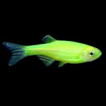 زبرا دانیو سبز (Electric Green Zebra Danio)