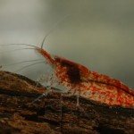 میگو نئوکاریدینا (Neocaridina Shrimp)