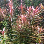 گیاه روتالا روتوندیفولیا (Rotala Rotundifolia)