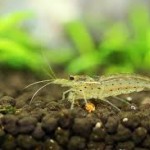 میگو آمانو (Amano Shrimp)