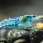 میگو آبی مخملی (Blue Velvet Shrimp)