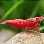 میگو رد چری (Red Cherry Shrimp)