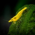 میگو زرد (Yellow Shrimp)