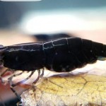 میگو بلک رز (Black Rose Shrimp)