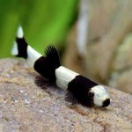 لوچ پاندا ( Panda Loach )