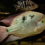 سیچلاید ویجا رگانی (Regani Vieja Cichlid)