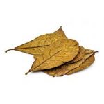 کاتاپا – برگ بادام هندی (Catappa Leaf)