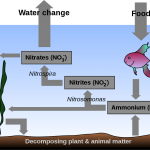 سیکل ازت آکواریوم (Nitrogen Cycle Aquarium)