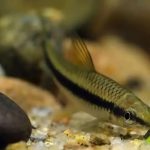 جلبکخوار سیامی (Siamese Algae Eater)