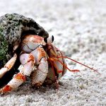 خرچنگ هرمیت (Hermit Crab)