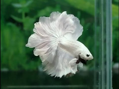 betta rose tail