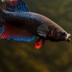 معرفی تصویری انواع ماهی فایتر ( Betta Fish )