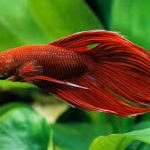 فایتر دم چادری (Veiltail Betta)