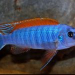 سیچلاید ترواواس باله قرمز (Trewavas Red-Finned Cichlid)