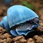 حلزون میستری آبی (blue mystery snail)