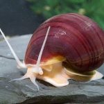 حلزون میستری قرمز (red mystery snail)