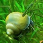 حلزون میستری سبز (green mystery snail)