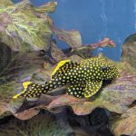 کت فیش گلد ناگت (gold nugget pleco)