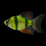 بارب گلوفیش سبز (green glofish barb)